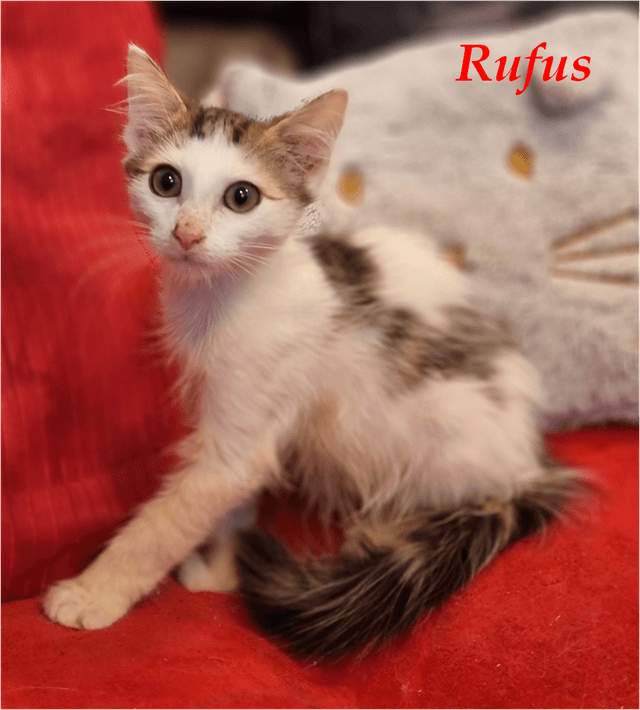 Photo de Rufus