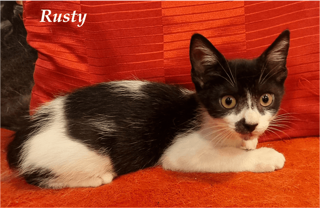 Photo de Rusty