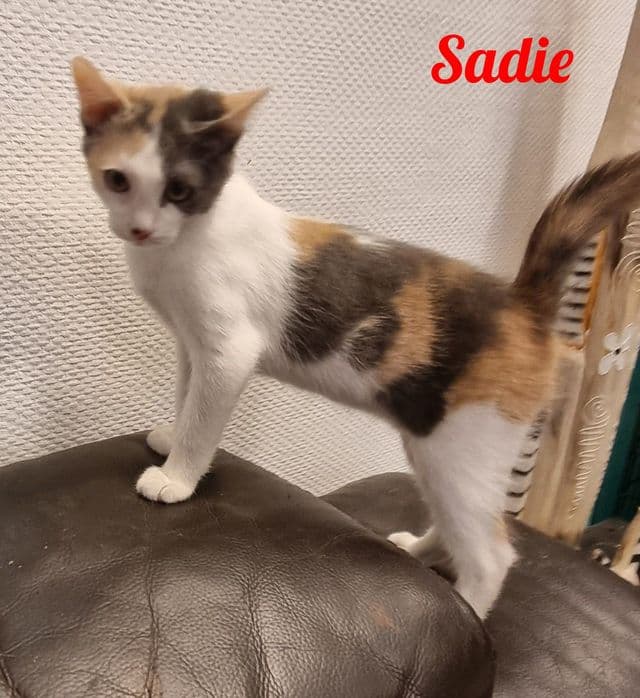Photo de Sadie