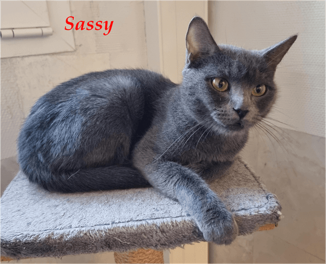 Photo de Sassy