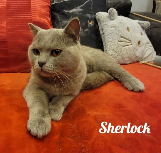 Photo de Sherlock