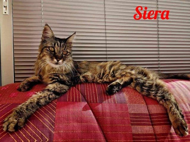 Photo de Siera