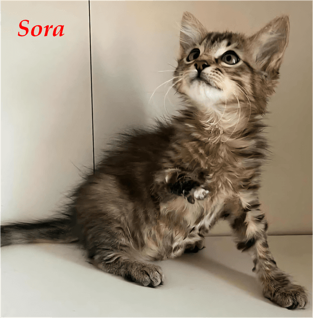 Photo de Sora