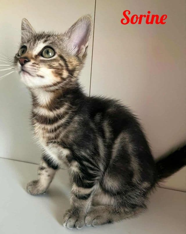 Photo de Sorine