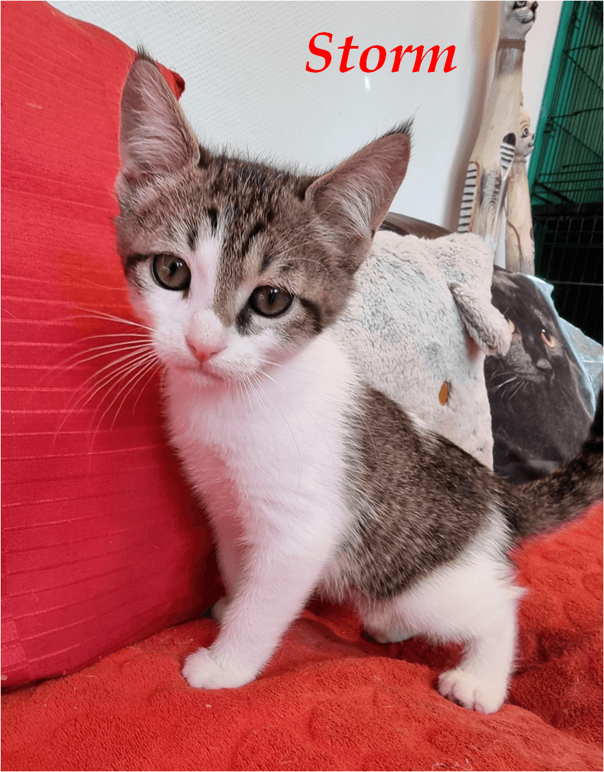 Photo de Storm