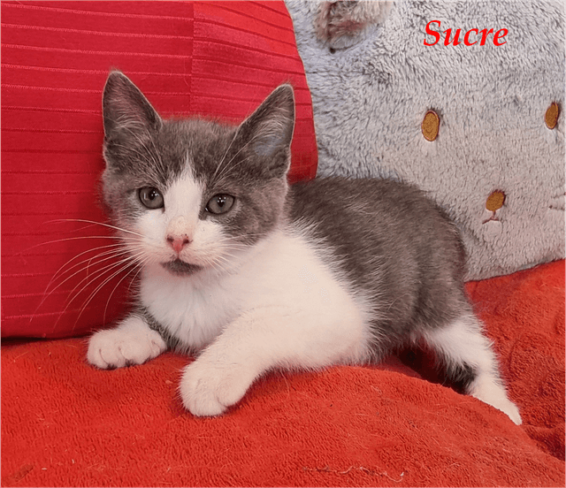 Photo de Sucre