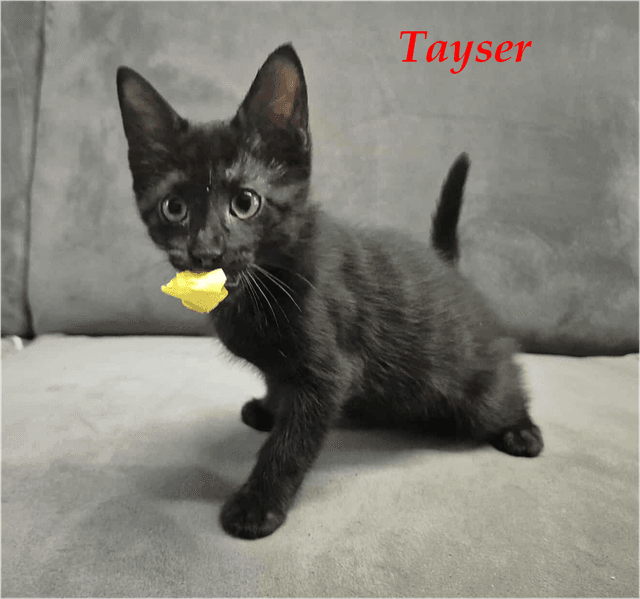 Photo de Tayser