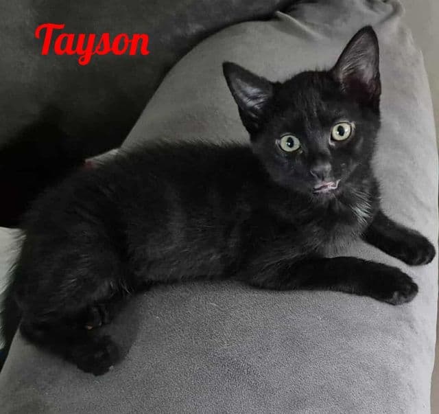 Photo de Tayson
