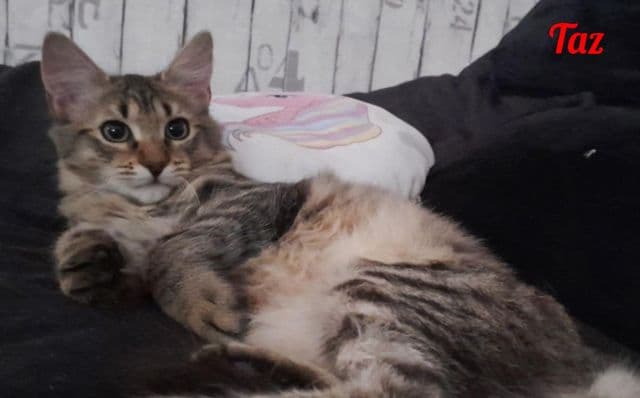 Photo de Taz-2