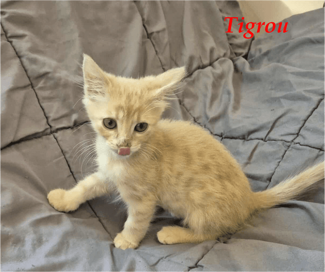 Photo de Tigrou
