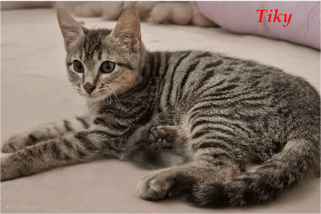Photo de Tiky