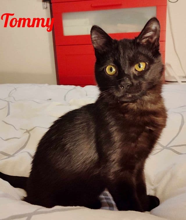 Photo de Tommy-2
