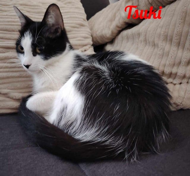 Photo de Tsuki