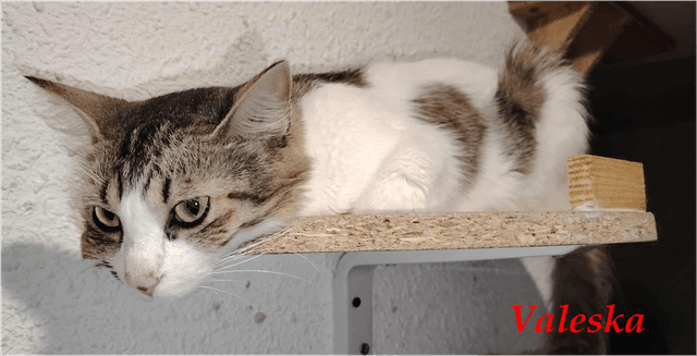 Photo de Valeska