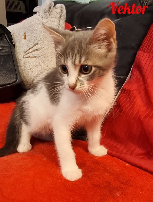 Photo de Vektor