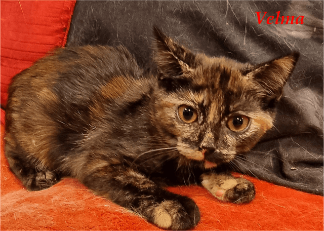 Photo de Velma