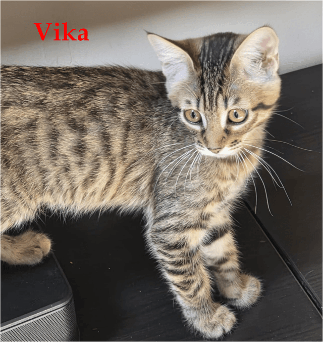 Photo de Vika