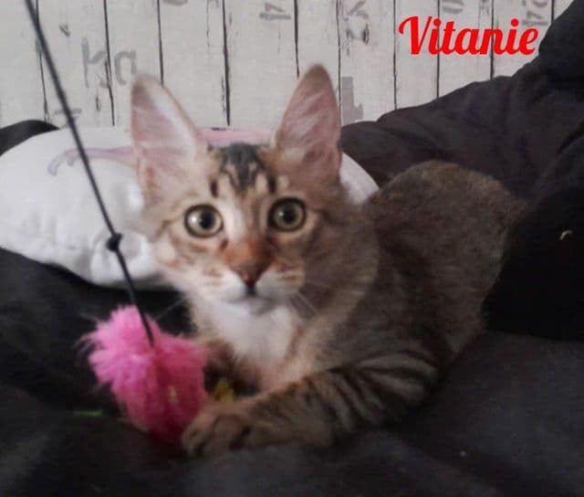 Photo de Vitanie-2