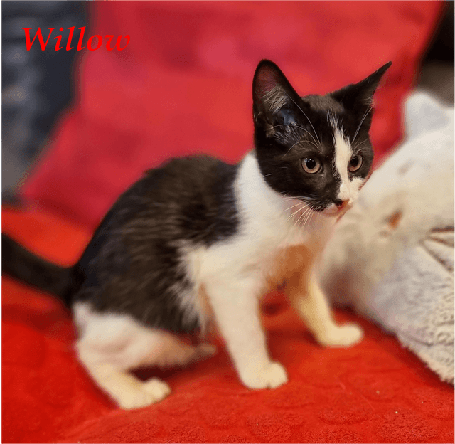 Photo de Willow