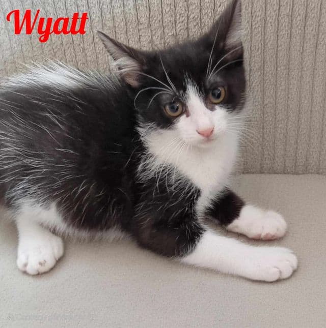Photo de Wyatt