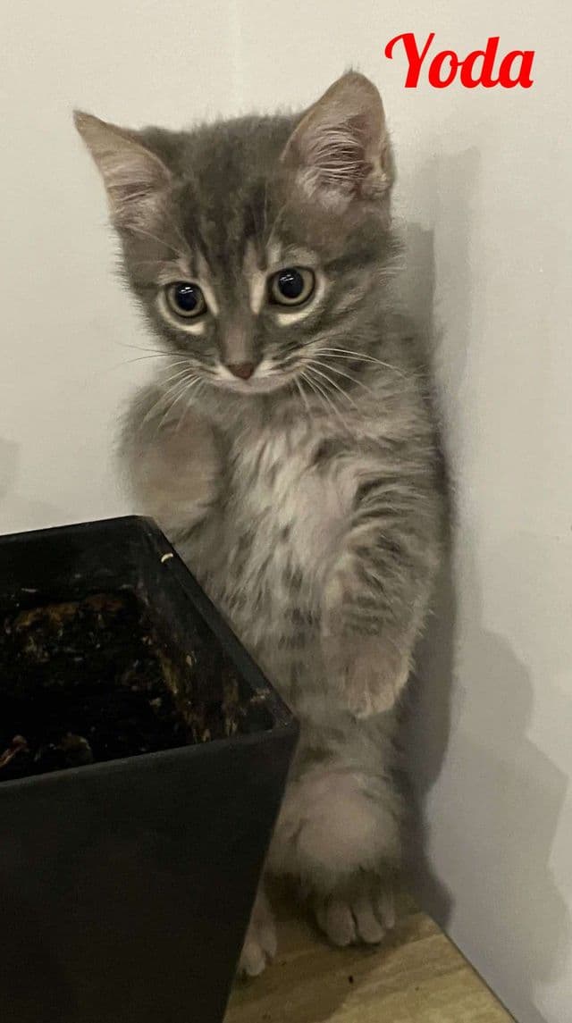 Photo de Yoda-cynthia