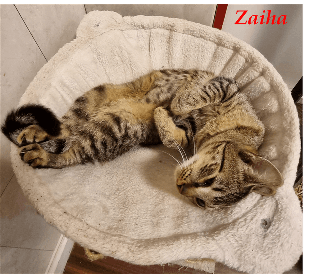Photo de Zahia