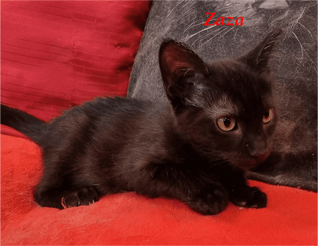 Photo de Zaza