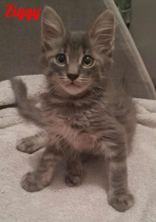 Photo de Ziggy