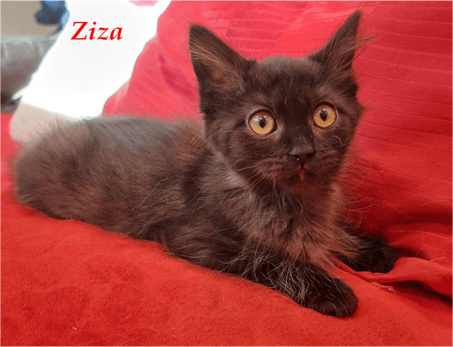 Photo de Ziza