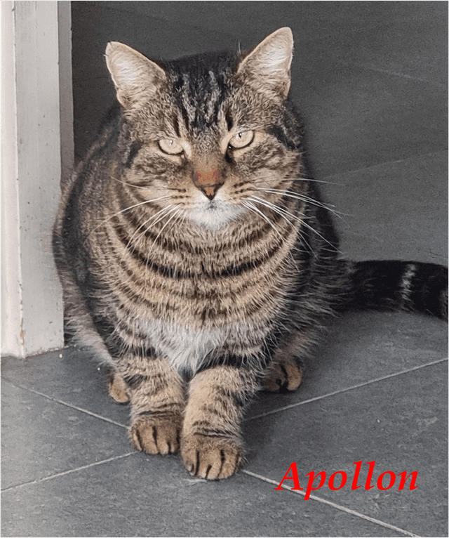 Photo de Apollon