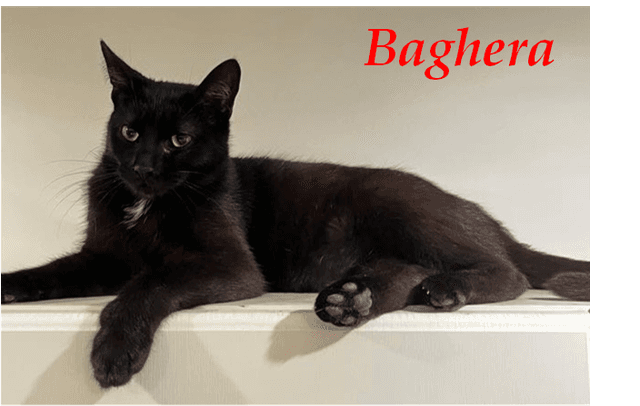 Photo de Baghera