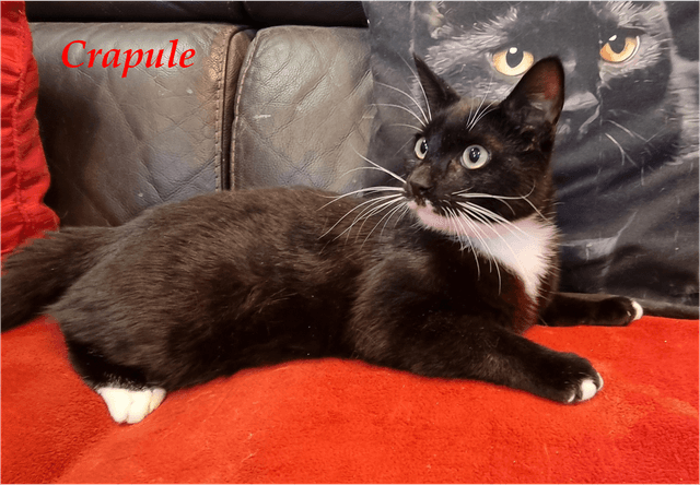 Photo de Crapule