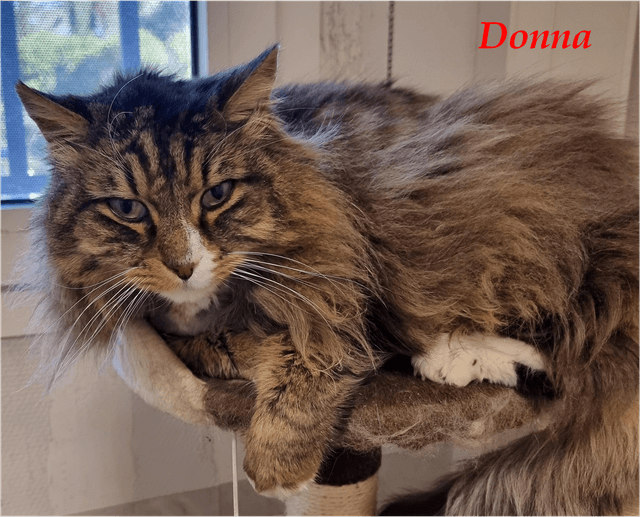 Photo de Donna