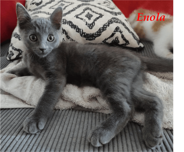 Photo de Enola