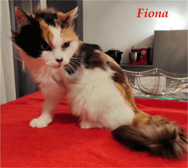 Photo de Fiona