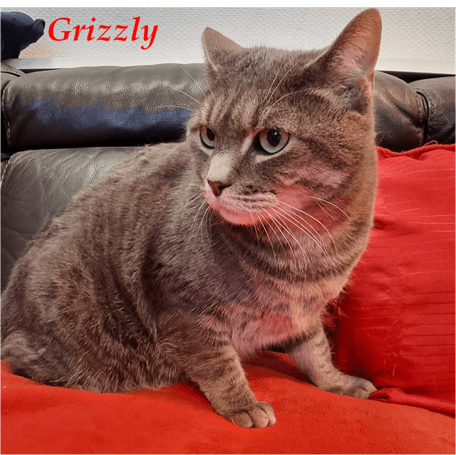 Photo de Grizzly