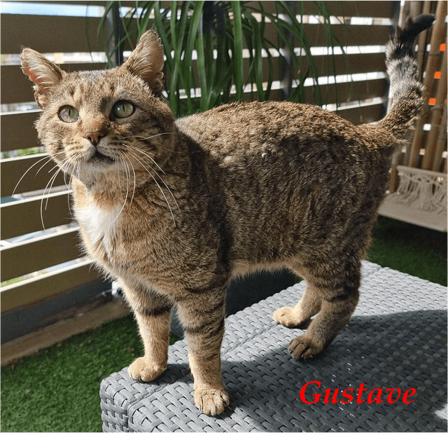 Photo de Gustave