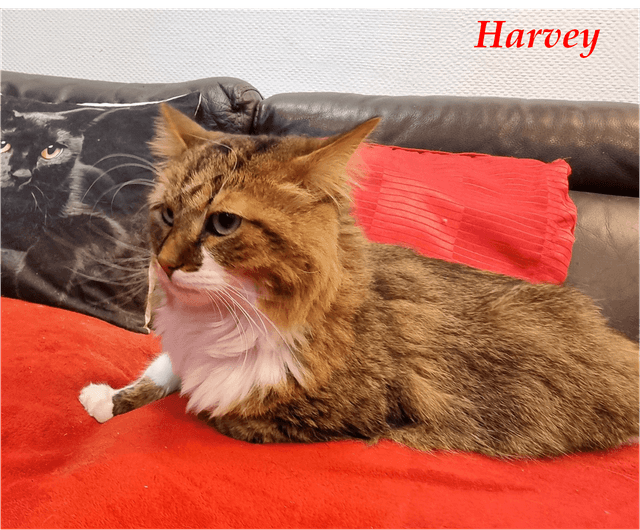 Photo de Harvey