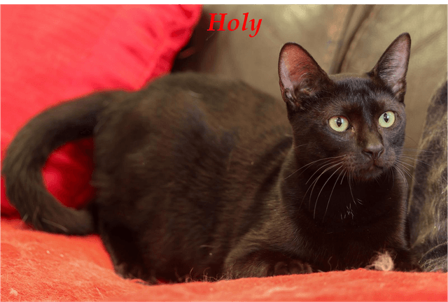 Photo de Holy
