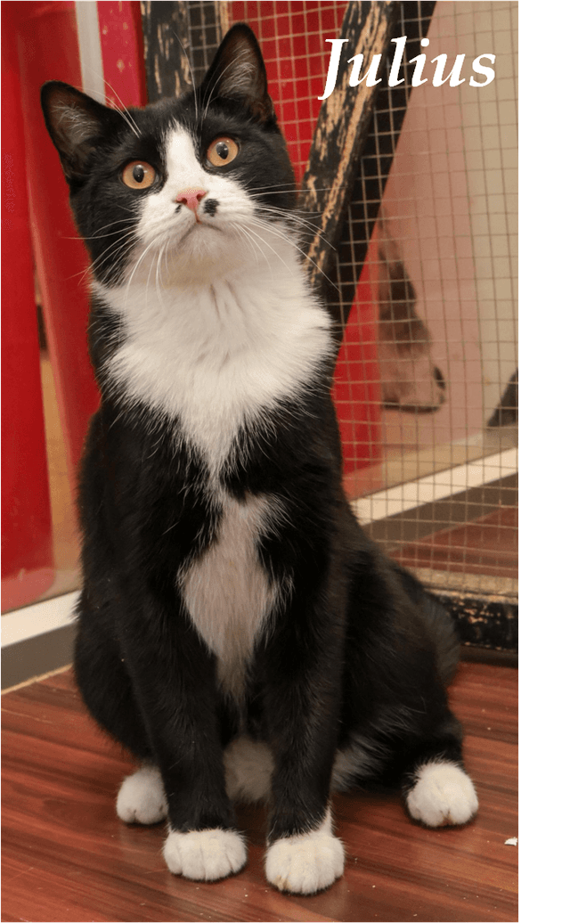 Photo de Julius