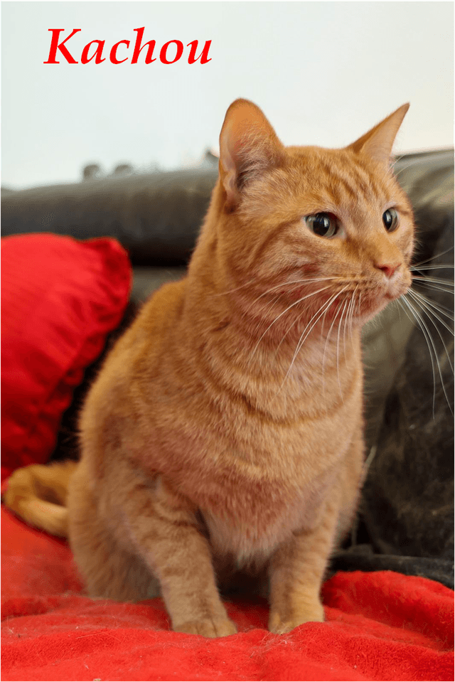 Photo de Kachou
