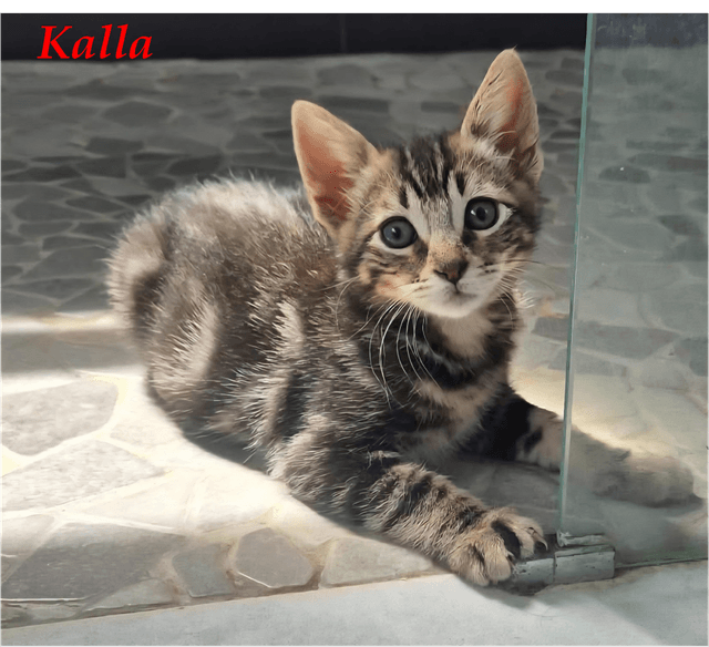 Photo de Kalla