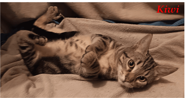 Photo de Kiwi