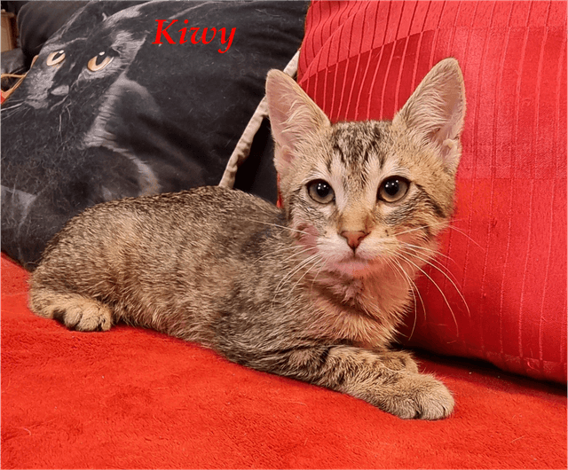 Photo de Kiwi