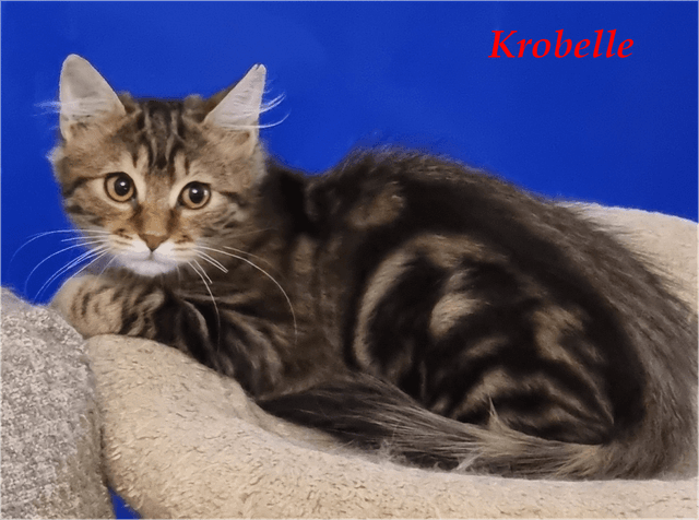 Photo de Krobelle