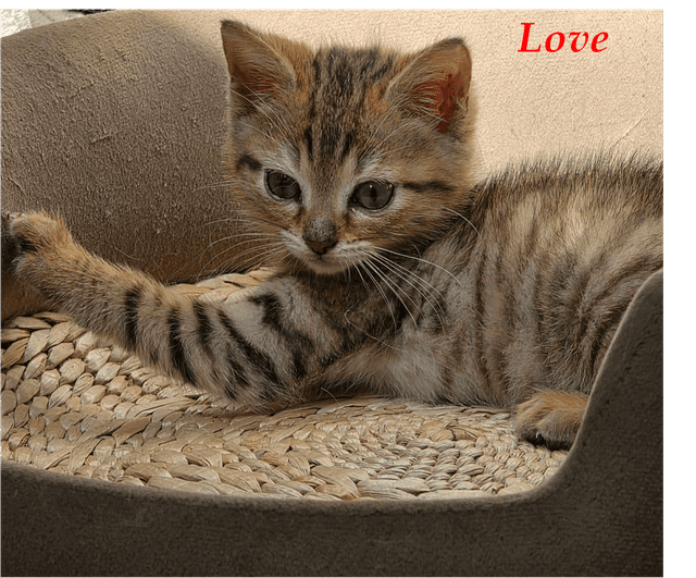 Photo de Love