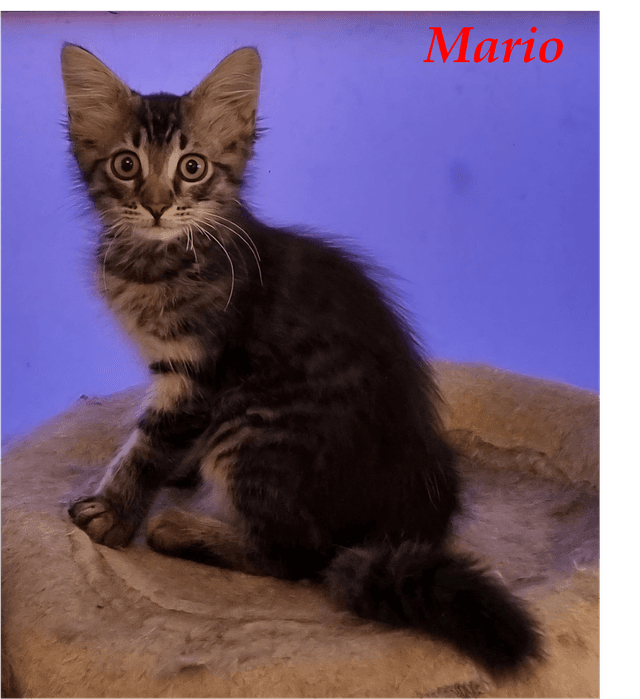 Photo de Mario
