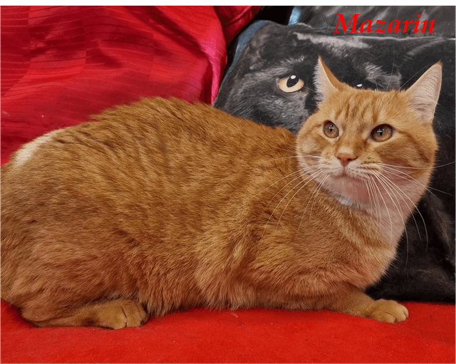 Photo de Mazarin