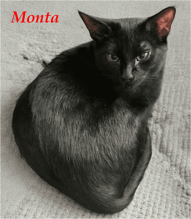 Photo de Monta