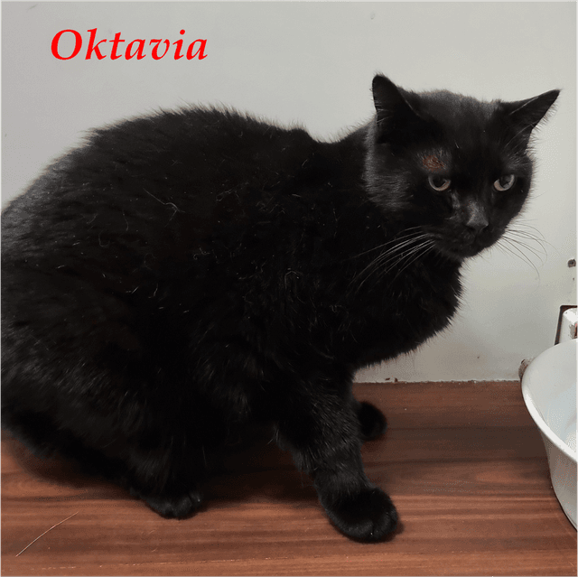 Photo de Oktavia